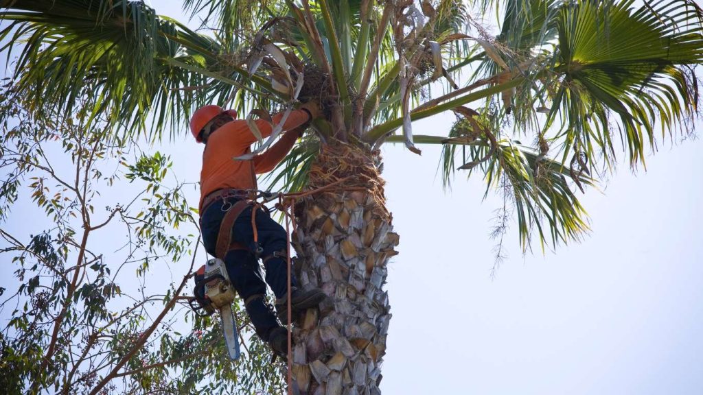 tree trimming service by Top Chop Tree Service