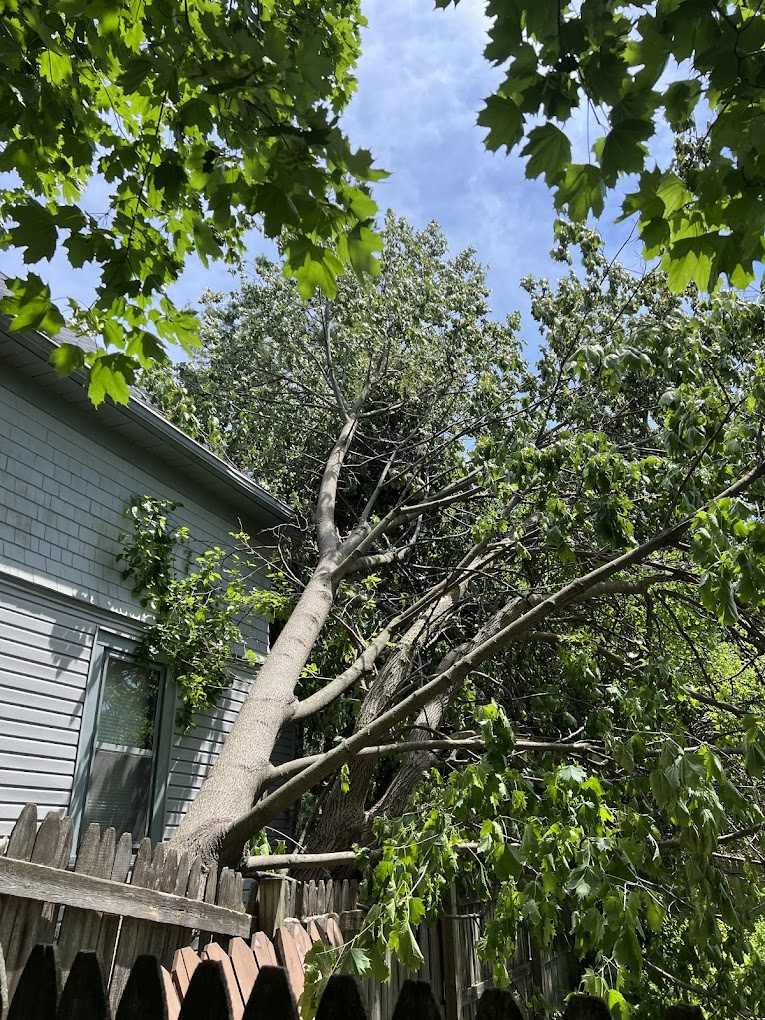 Benefits of emergency tree service in Belgium