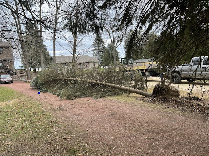 Emergency Tree Service in Belgium, WI – Fast & Reliable Solutions