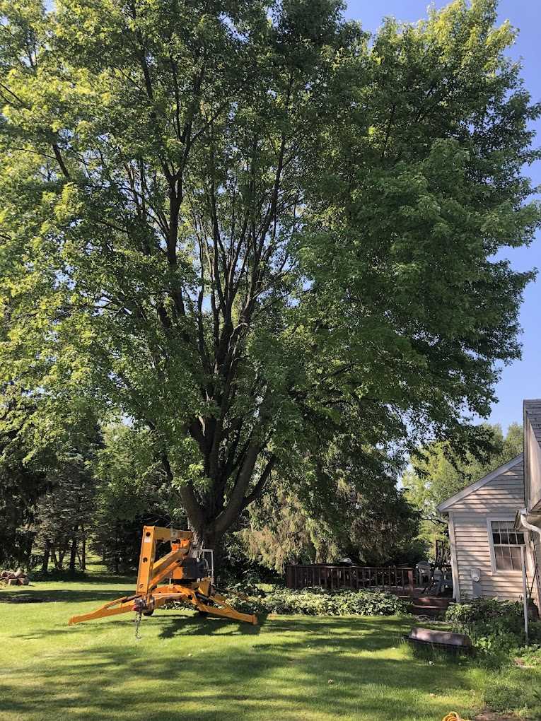 Signs you need to hire a Tree Service in Cedar Grove WI