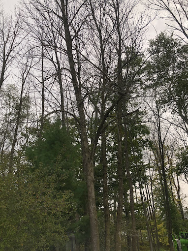 When to Hire a Tree Service in Cedar Grove, WI – Signs Your Trees Need Care