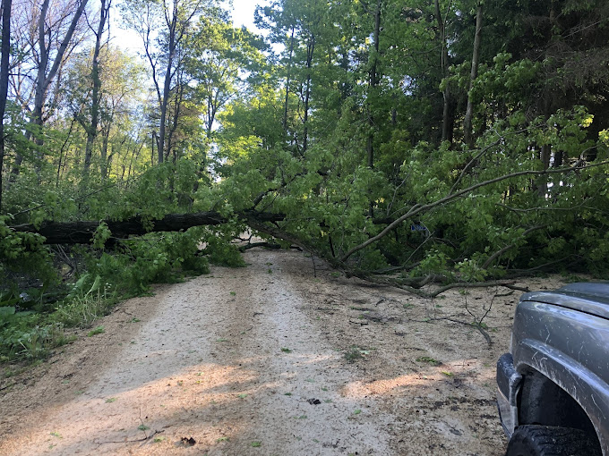 Choose the Right Emergency Tree Service Factors to Consider