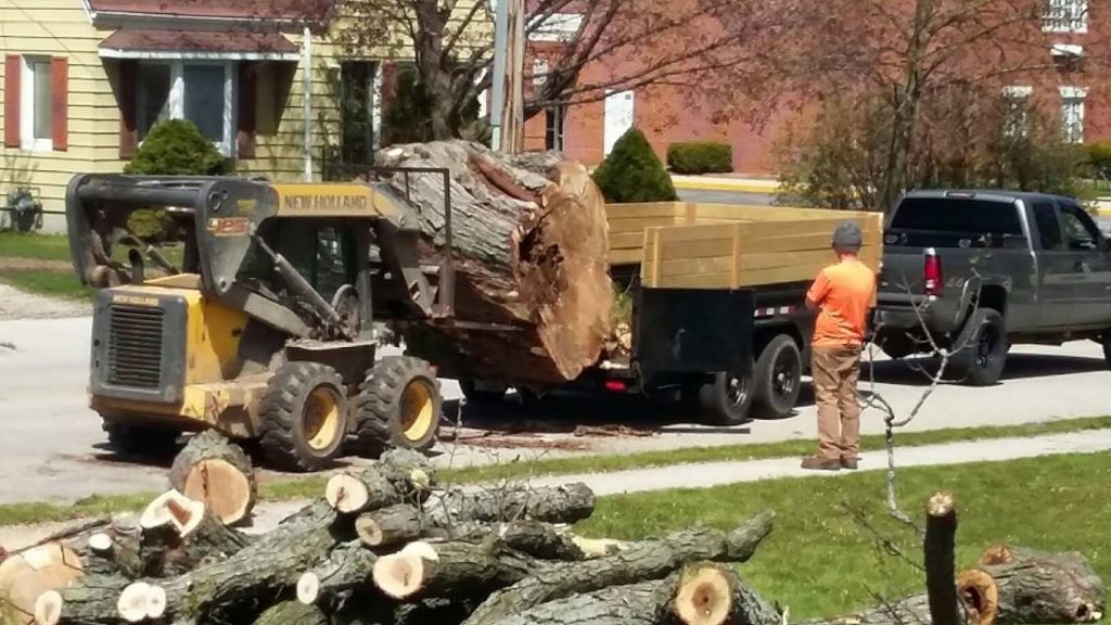 Choosing the Right Tree Removal Service in Milwaukee WI Factors to Consider
