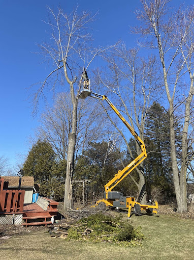 Importance of Regular Tree Trimming for Tree Health