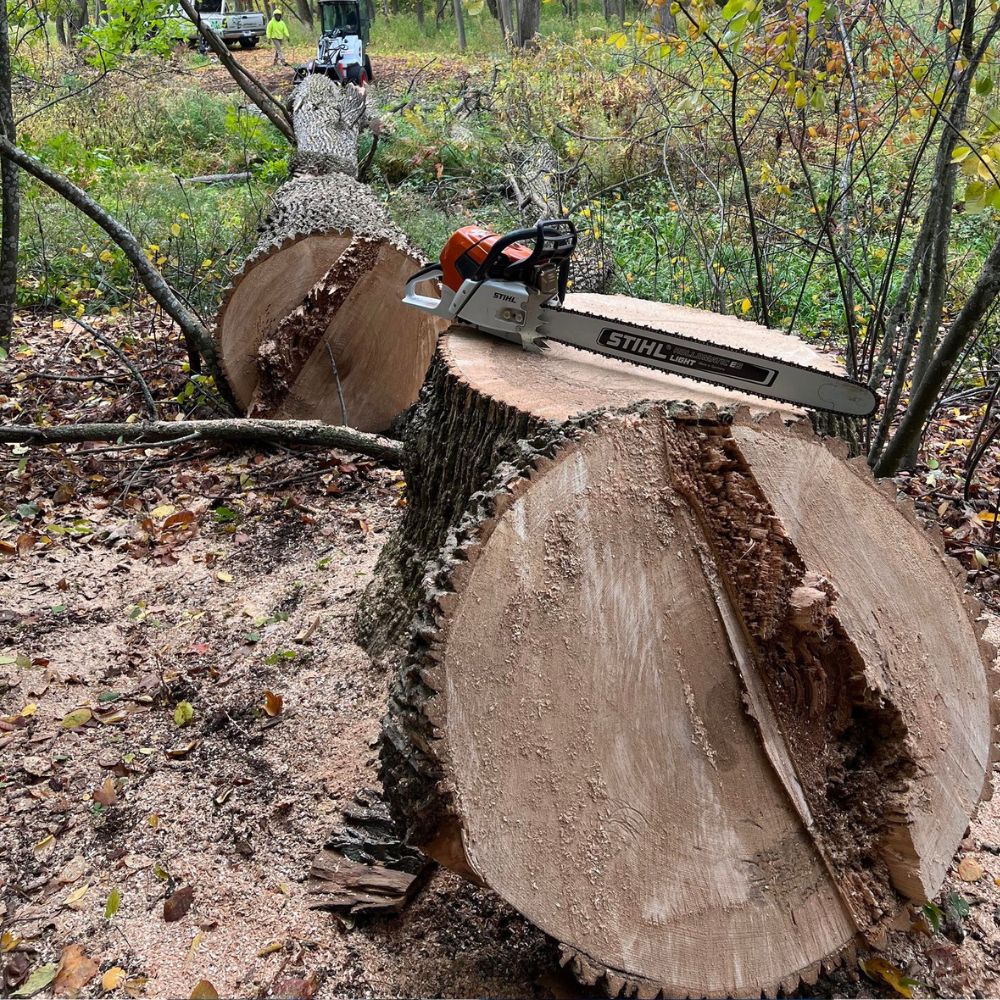 arborist in PLYMOUTH WI