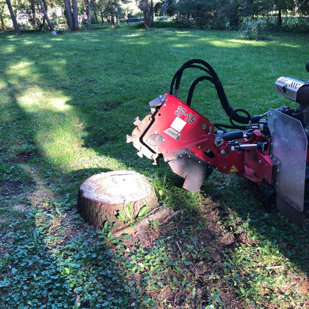 arborist in SAUKVILLE WI