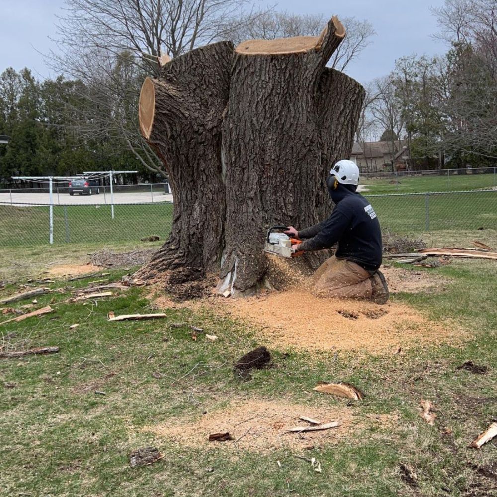 doing tree service work in WEST BEND