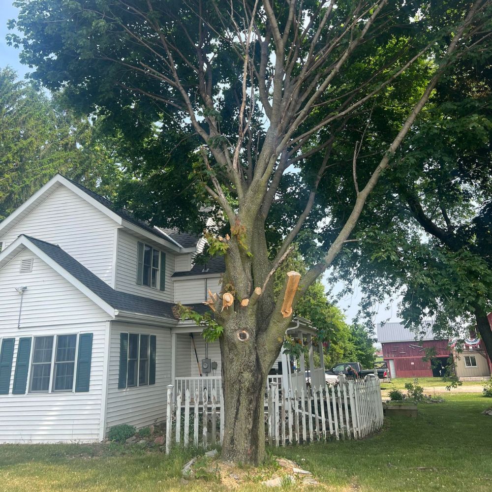 tree removal KEWASKUM WI