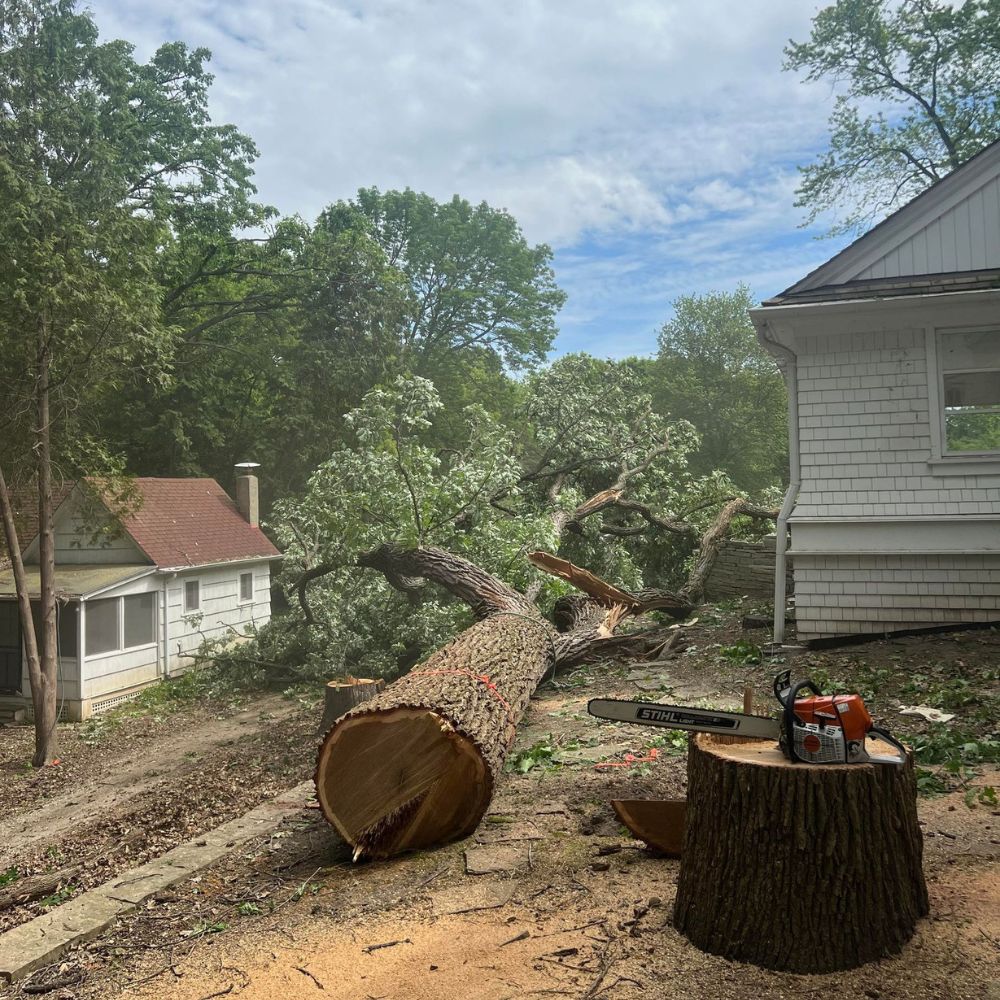 tree removal PLYMOUTH WI