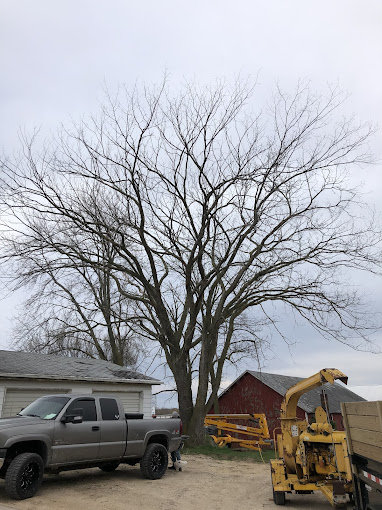 Stump Grinding vs. Stump Removal – Choosing the Best Option for Your Needs