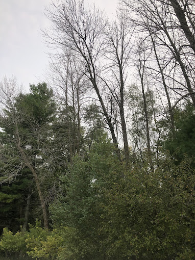 Factors Affecting Tree Removal Pricing in Wisconsin