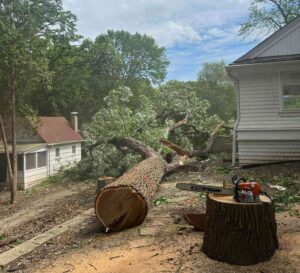 Tree Removal in Oostburg WI