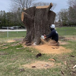 doing tree service work in Oostburg WI