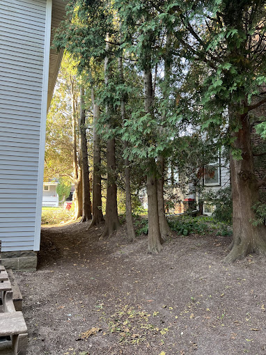 7 Reasons to Call a Tree Care Specialist