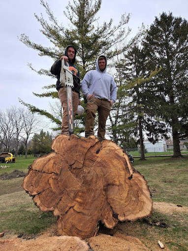 Local Arborist Near Me for Tree Care