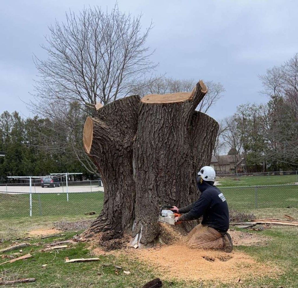 Tree Service In Kohler WI