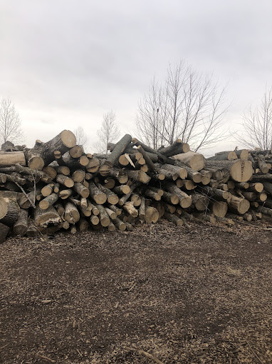 Tree Services We Offer in Sheboygan WI