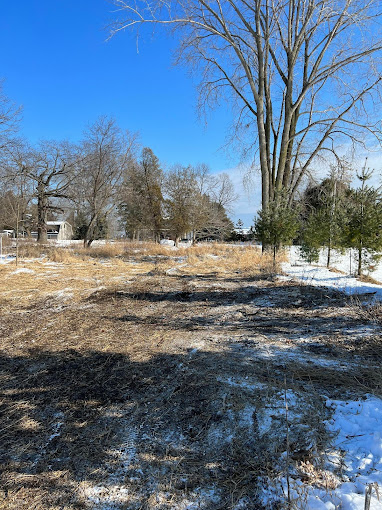 Why Are Tree Services For Immediate Winter Weather Essential
