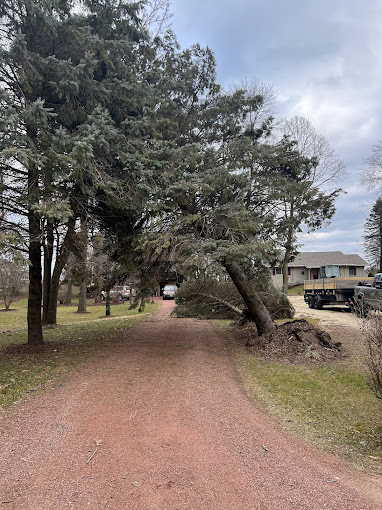 How Tree Removal Can Improve Your Property’s Safety In Cedar Grove Wisconsin