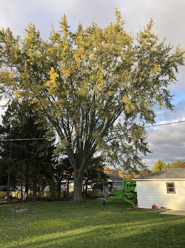 How Weather Patterns Affect Tree Health in Cedar Grove, WI