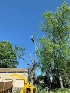 Cost of Removing Multiple Trees in Cedar Grove, WI