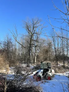 Seasonal Considerations for Tree Removal in Wisconsin