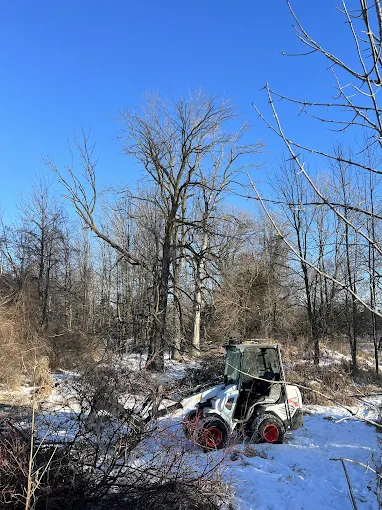 Seasonal Considerations for Tree Removal in Wisconsin