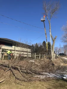 What Are Signs A Tree Needs To Be Removed