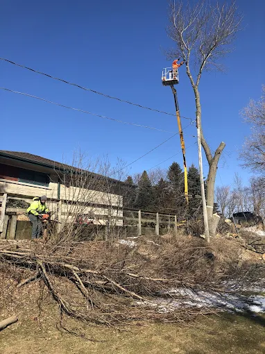 What Are Signs A Tree Needs To Be Removed