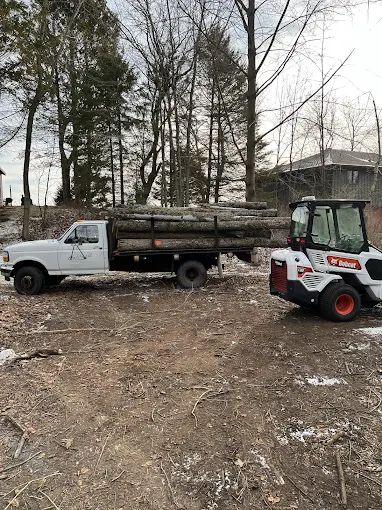 Tree Service Near Marie Kraus Park