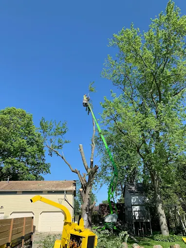 Tree Service Near Whitefish Park