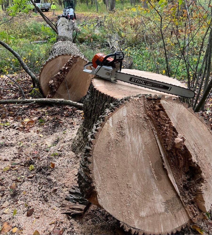 Tree Service Near Oostburg High School, WI