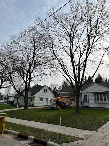 Tree Service Near Waldo, WI